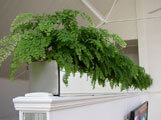 Click to enlarge Large Stainless Steel Interior Planters